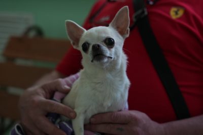 VIKTORIA BARDASH KENNEL