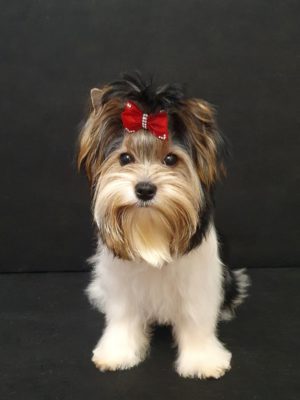 IDEAL OF DEVOTION ADALIN