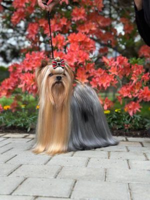 LOVE T'LOOK STRIBRNE PRANI