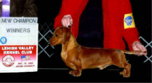 RELLIH'S GIGALO BY DESIGN