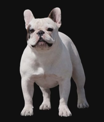 RUMBA DON DE SOLOMON