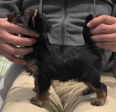 SECRET LOLITA OF WARRANT CLUB JP